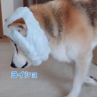 小さな羊さんのよう