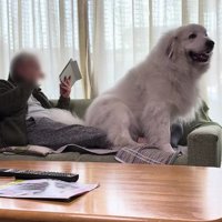 膝の上のドシン！！