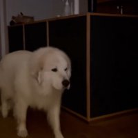 甘えにくるかと思いきや…？