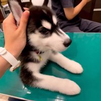 レイルちゃんを撫でる飼い主さん