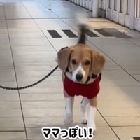 ママが現れた時のきなこちゃん6