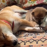 隣で眠る母犬と子犬