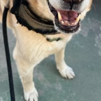 元保護犬