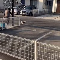 リードを引っ張りながら走る犬