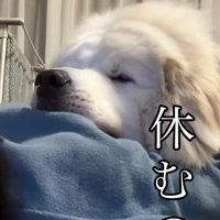 満足そうなシェリーちゃん