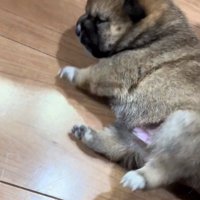 転がる赤ちゃん犬