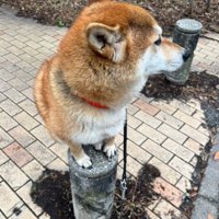 まるでハチ公像！？
