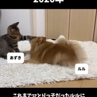 向かい合う犬と子猫