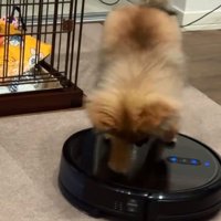 カリカリするナッツちゃん