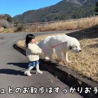 シュシュちゃんと散歩するLONOちゃん