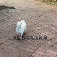 後姿がかわいいベラちゃん