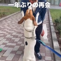 飛びつく犬