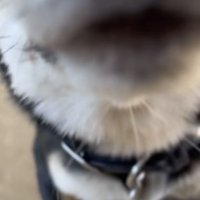 カメラを嗅ぐ黒柴の口元