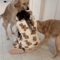 女性に覆い被さるゴールデン