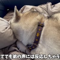 耳だけは起きてる…！