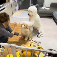 ワンコが同居犬の頭に「お手」！