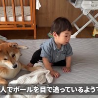 ボール遊びをしています