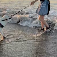 海