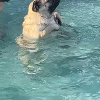 プールに来たぽんずちゃん8