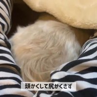 パパさんに寄り添うてんぽさん