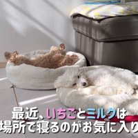 ベッドが羨ましいぷりんくん