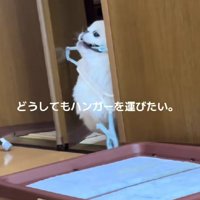 バイーン！！
