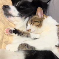 眠る中型犬と猫