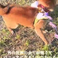散歩でパニックに…