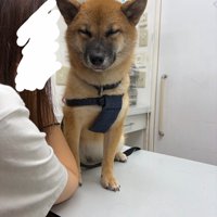 舌