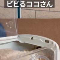 キャリーケースに隠れる犬