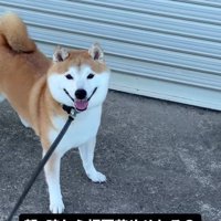 動く飼い主に視線を送る犬