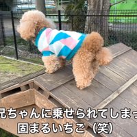 遊具に乗せてみたら…