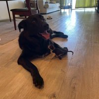 キングくんと子猫7