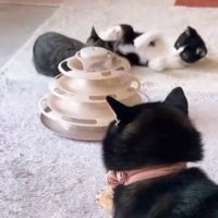 子猫
