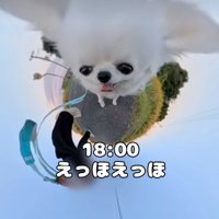 散歩する犬