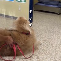 床に座り込む犬