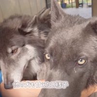 やってきた他のウルフドッグ