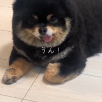 飼い主の言葉に頷く犬