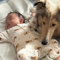 赤ちゃんの顔に鼻先を近づける犬
