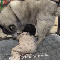 赤ちゃんに寄り添うオスの犬