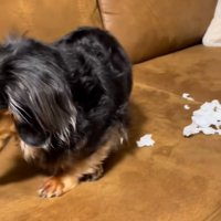 端っこに行くまるちゃん