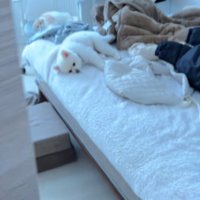 飼い主さん「仕事がんばろ！」