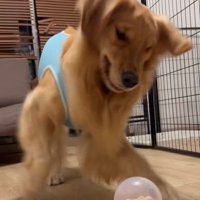 躍動する福ちゃん