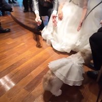 リングドッグに挑戦するつぶちゃん9