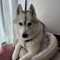 「これ…犬用じゃない？」
