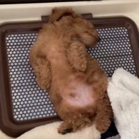 仰向けでくつろぐ犬
