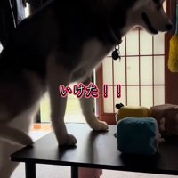 テーブルの上から降りられた大型犬