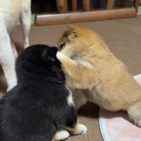 可愛いじゃれあい♡