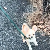 歩き方が可愛いこはくくん2