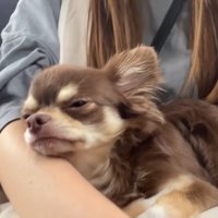 お膝で甘えながらウトウト…♪